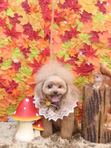 20241119麦ちゃん